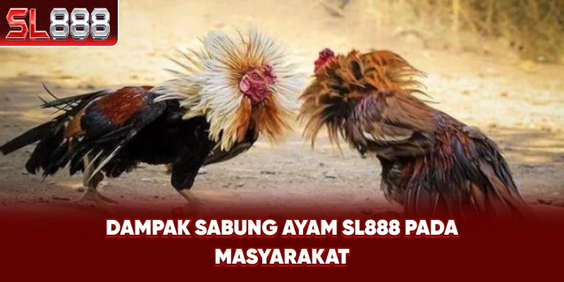 Dampak Sabung Ayam SL888 pada Masyarakat